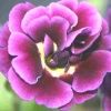 Primula Auricula Doublure - Abriachan Nurseries